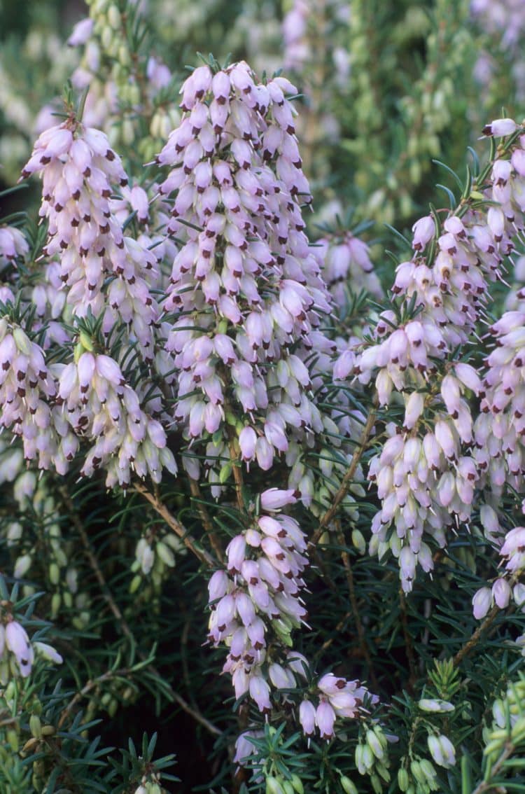 WINTER FLOWERING HEATHER PLANTS IN FLOWER ERICA X DARLEYENSIS