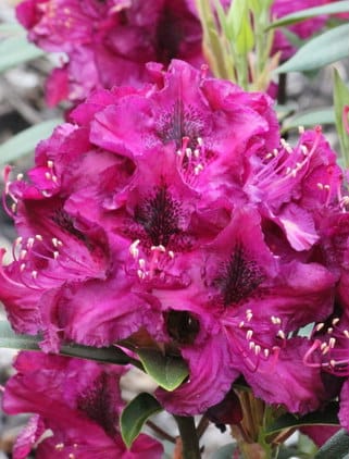 HYBRID RHODODENDRON MARIE FORTE PLANT FLOWER DETAIL