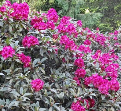 MATURE HYBRID RHODODENDRON MARIE FORTE PLANTS IN FLOWER