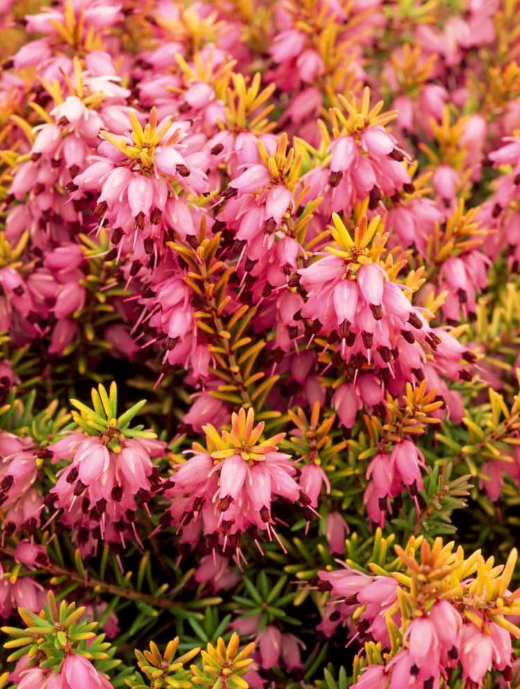 BUY WINTER FLOWERING HEATHERS ERICA X DARLEYENSIS