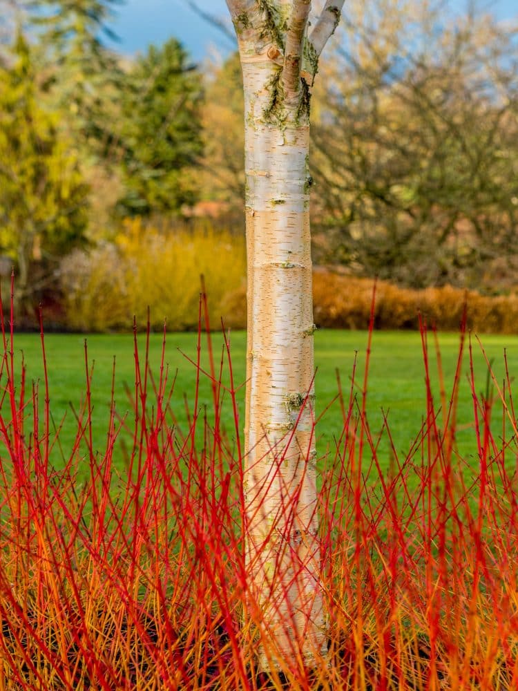 DOGWOOD MIDWINTER FIRE HEDGIING PLANTS AND SHRUBS