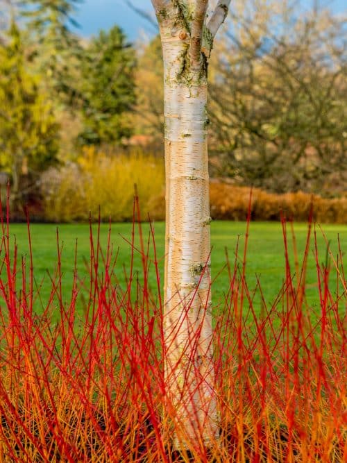 CORNUS DOGWOOD HEDGING AND SHRUBS