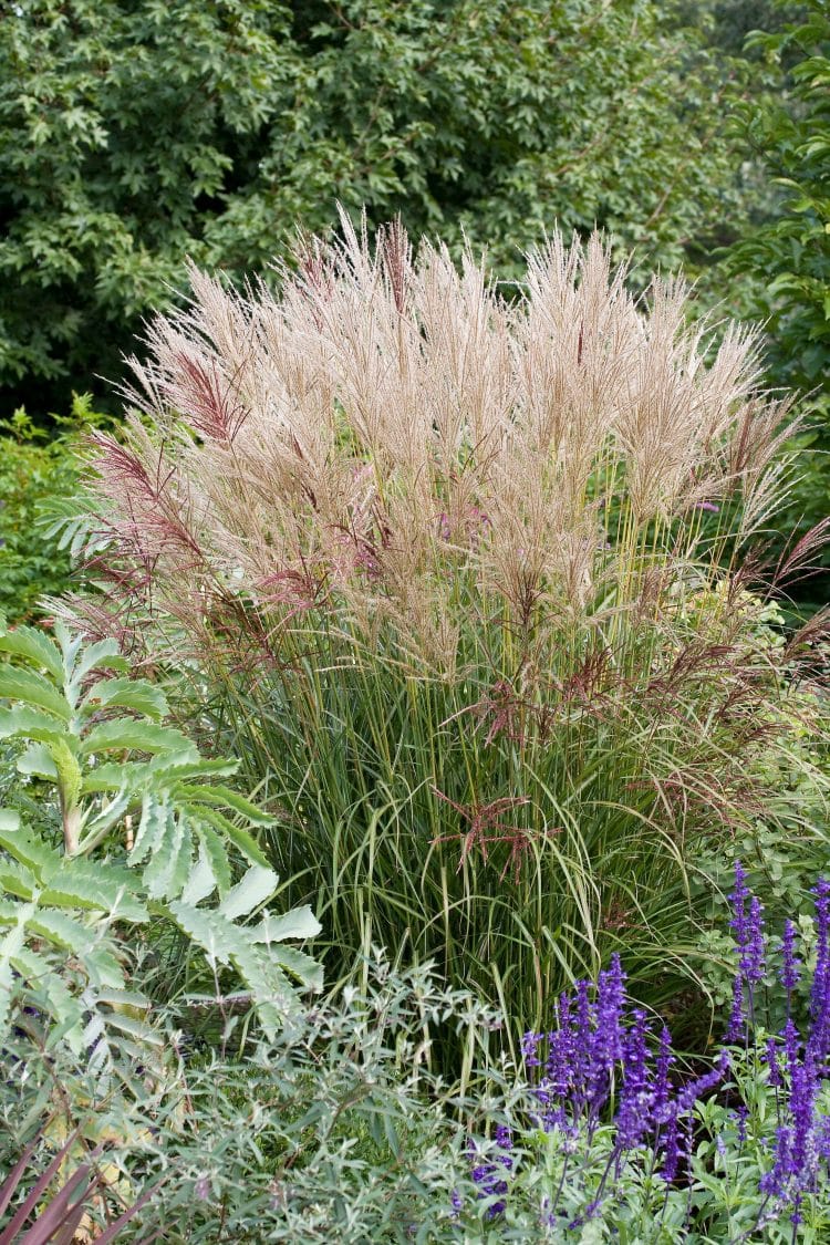 FLUFFY WHITE FLOWERHEADS OF MISCANTHUS SINENSIS FERNER OSTEN