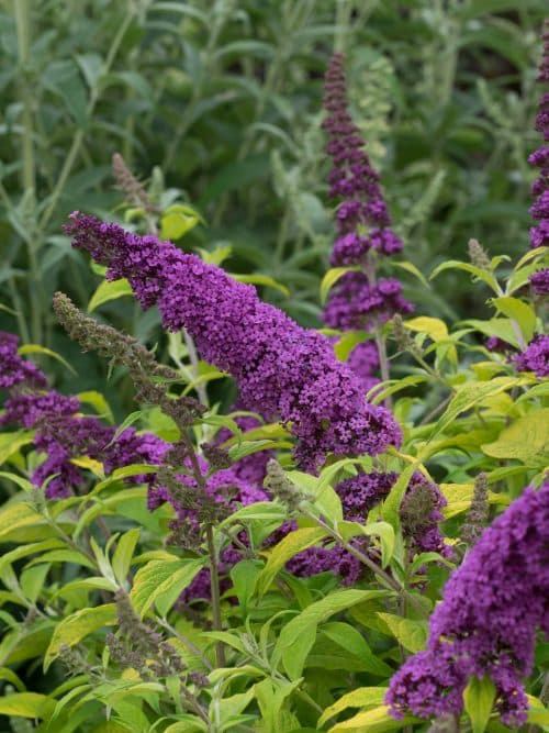 BUDDLEJA SHRUB IN FLOWER