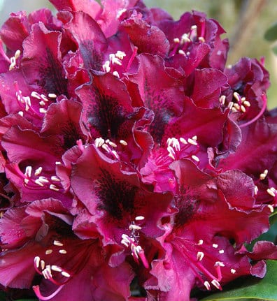 FLOWER DETAIL OF HYBRID RHODODENDRON MOSERS MAROON PLANTS