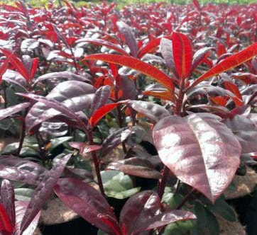 RED FOLIAGE DETAIL OF HYBRID RHODODENDRON MOSERS MAROON PLANTS