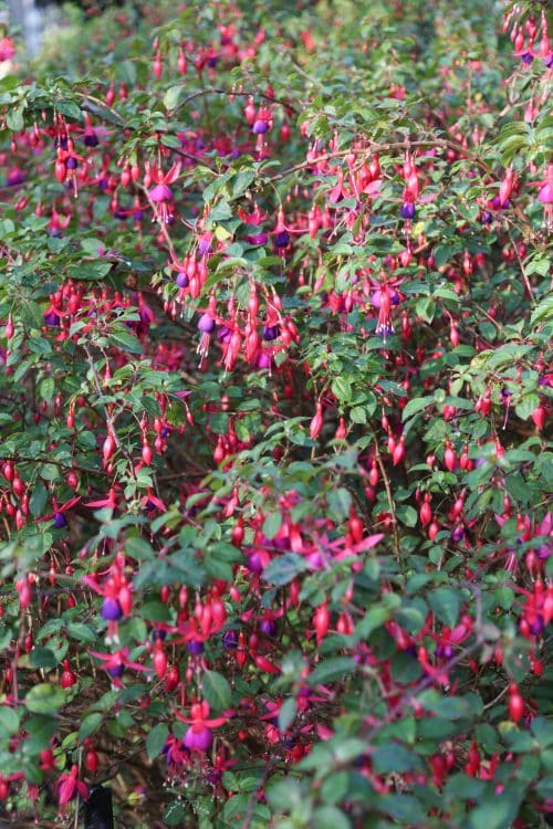 MATURE PLANTS OF HARDY FUCHSIA MRS POPPLE IN FLOWER GROWN AS A HEDGE