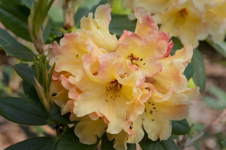 CLOSE UP OF YELLOW AND ORANGE FLOWERS OF HYBRID RHODODENDRON NANCY EVANS PLANT