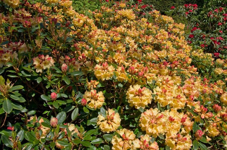 MATURE FLOWERING PLANTS OF HYBRID RHODODENDRON NANCY EVANS