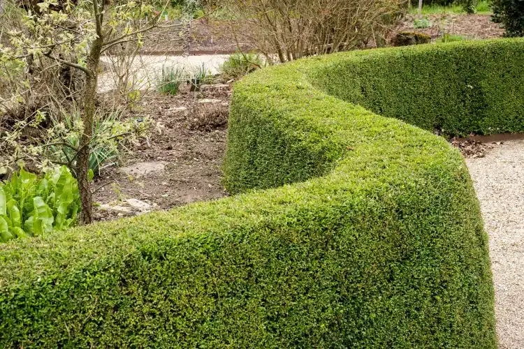 LONICERA HEDGING PLANTS