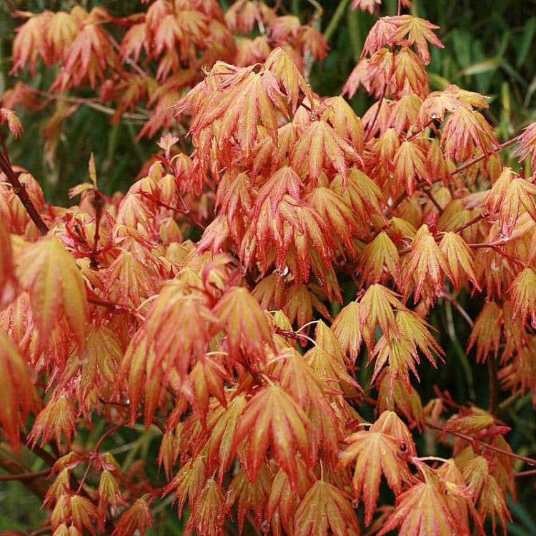 YOUNG FOLIAGE OF ACER PALMATUM ORANGE DREAM