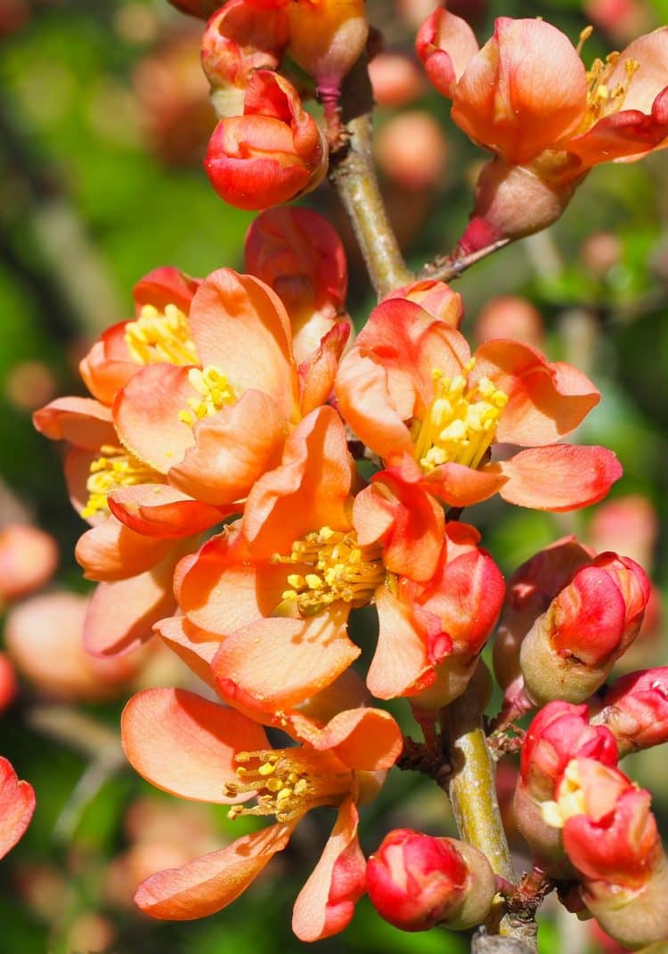 CLOSE UP FLOWERS ON CHAENOMELES FLOWERING QUINCE SHRUB