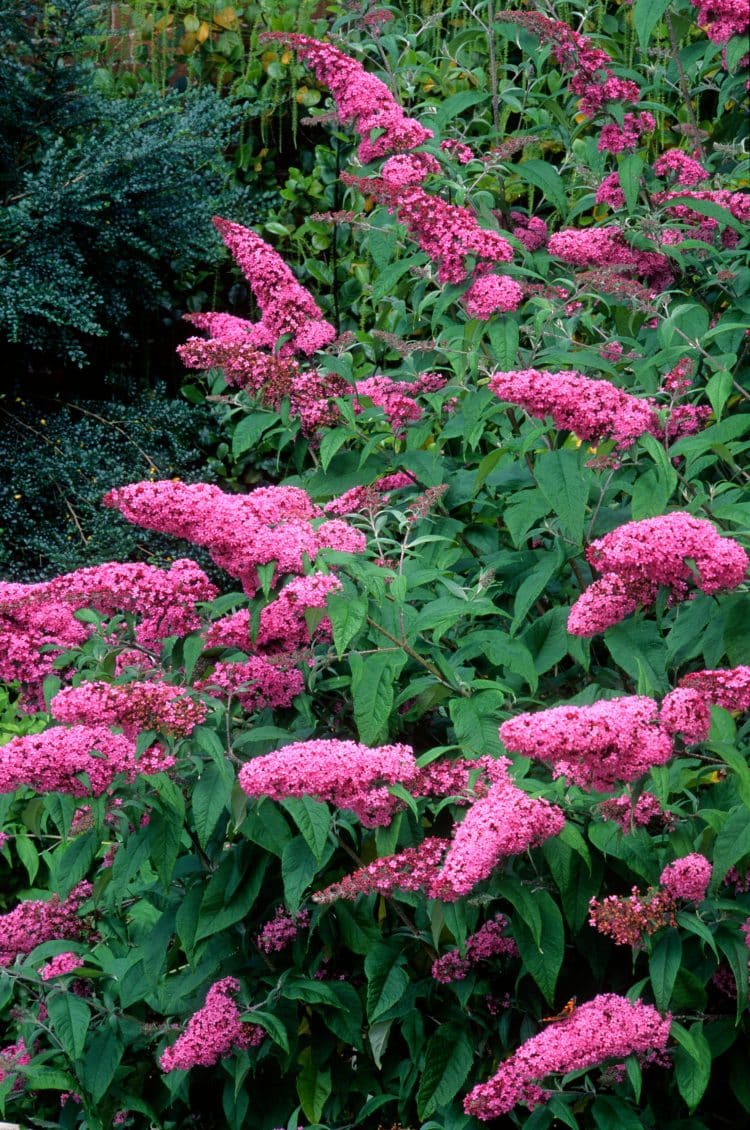 BUDDLEJA SHRUBS IN FLOWER