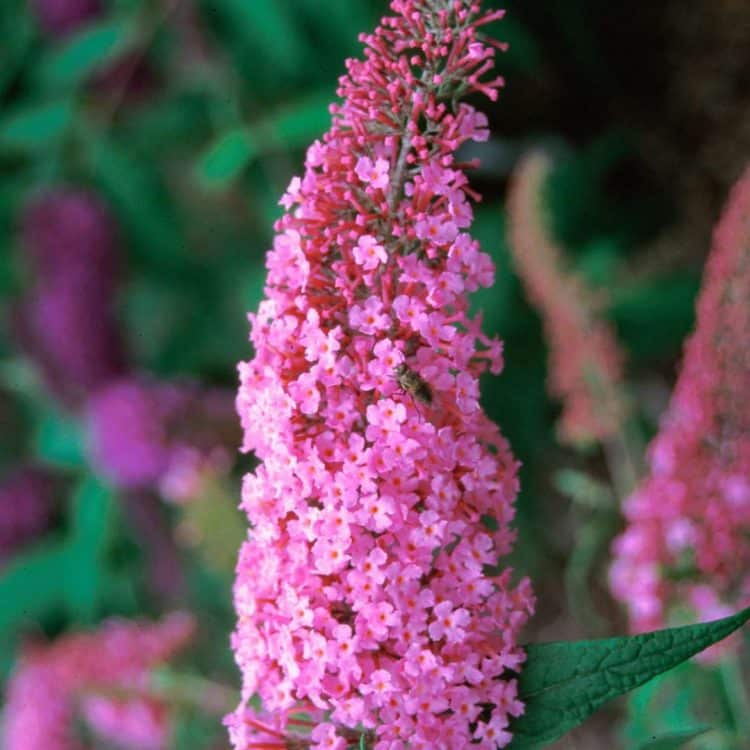 FLOWER DETAIL OF BUDDLEJA DAVIDII PINK DELIGHT SHRUB