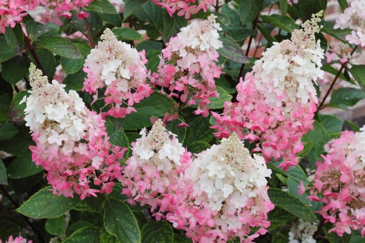 HYDRANGEA PANICULATA PINKY WINKY HEDGING PLANTS AND SHRUBS IN FLOWER