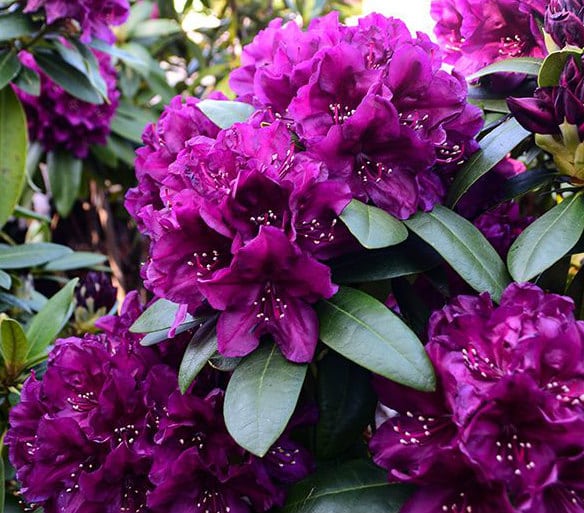 HYBRID RHODODENDRON POLARNACHT PLANTS IN FLOWER