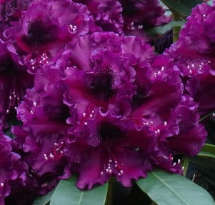 RHODODENDRON PLANTS IN FLOWER