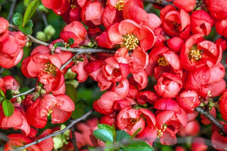 HEDGE OF FLOWERING QUINCE CHAENOMELES IN FLOWER