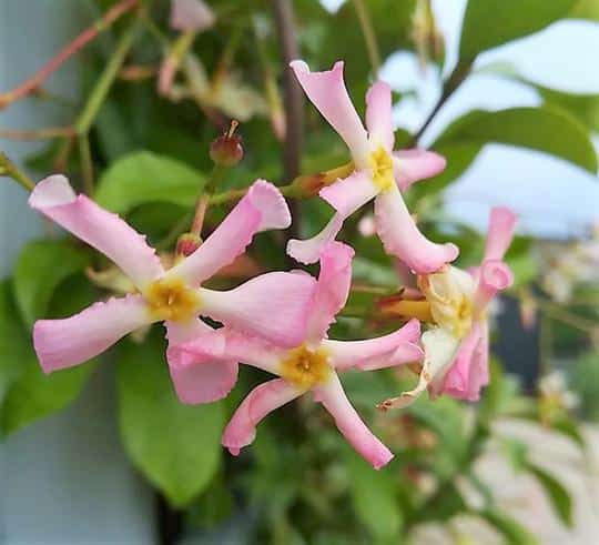 CLOSE UP FLOWERS OF STAR JASMINE TRACHELOSPERMUM JASMINOIDES ROSE