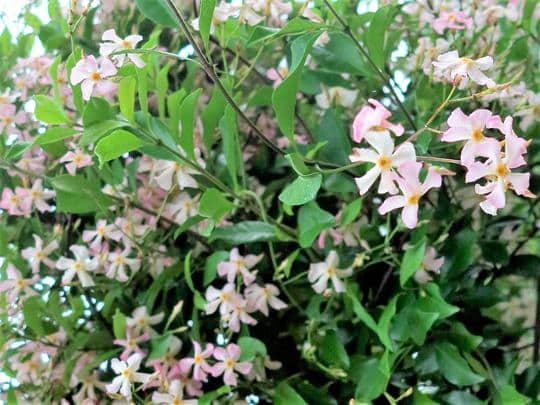 TRACHELOSPERMUM STAR JASMINE HEDGING PLANTS AND CLIMBERS