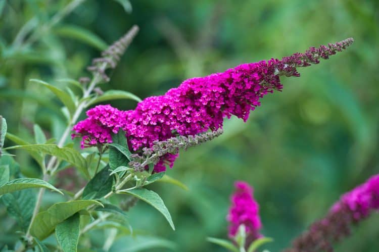 SINGLE FLOWER ON BUDDLEJA DAVIDII ROYAL RED SHRUB