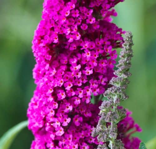 CLOSE UP FLOWER DETAIL BUDDLEJA DAVIDII ROYAL RED