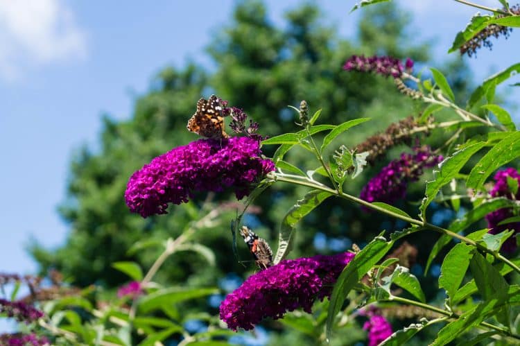 FLOWERS ON A MATURE BUDDLEJA DAVIDII ROYAL RED SHRUB