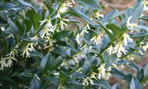 WHITE FLOWERS OF SWEET BOX HEDGE SARCOCOCCA CONFUSA