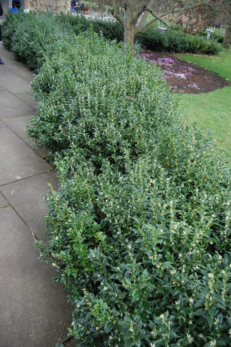 Image of Sarcococca confusa plant in a hedge