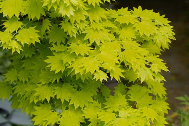 YELLOW GROWTH IN SPRING ON AN ACER SHRUB