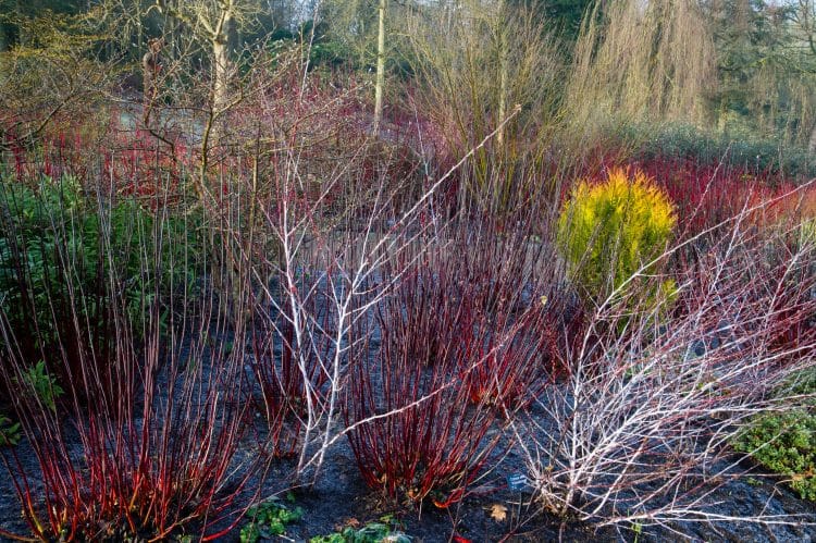 BLACK STEMMED DOGWOOD SHRUBS IN A FLOWER BED