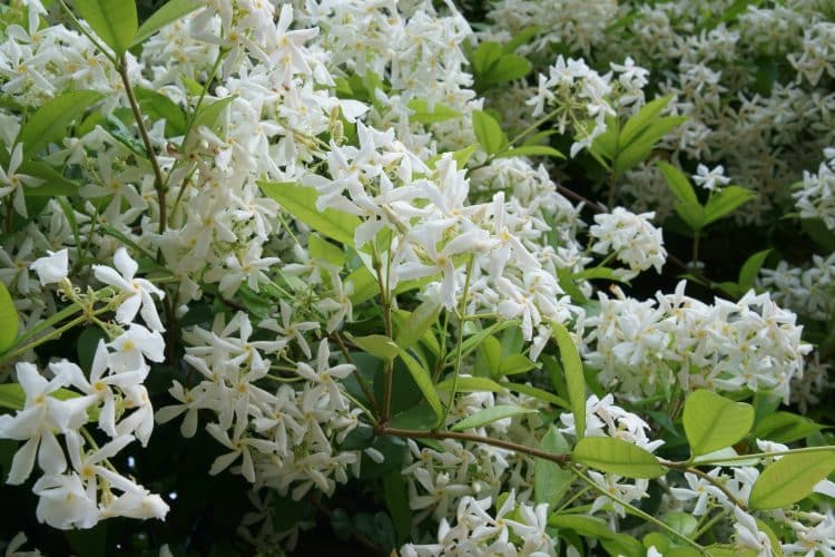 STAR JASMINE TRACHELOSPERMUM JASMINOIDES HEDGING PLANTS AND CLIMBERS IN FLOWER