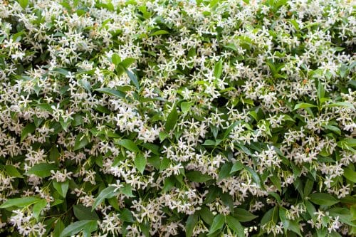 MATURE PLANT OF STAR JASMINE TRACHELOSPERMUM JASMINOIDES IN FLOWER