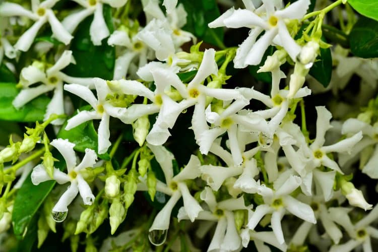 CLOSE UP FLOWERS OF TRACHELOSPERMUM JASMINOIDES STAR JASMINE