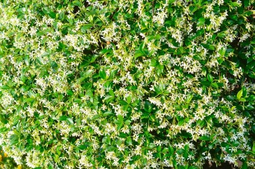 LARGE PLANT OF STAR JASMINE TRACHELOSPERMUM JASMINOIDES IN FLOWER