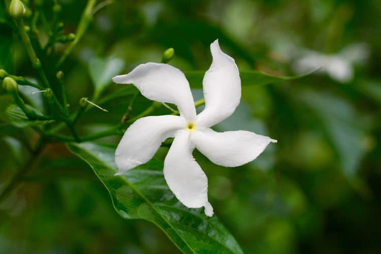 SOLITARY STAR JASMINE FLOWER TRACHELOSPERMUM JASMINOIDES