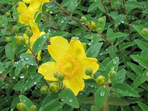 YELLOW FLOWERS OF HYPERICUM HEDGING PLANT
