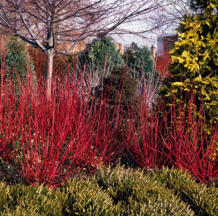DOGWOOD SHRUBS AND HEDGING