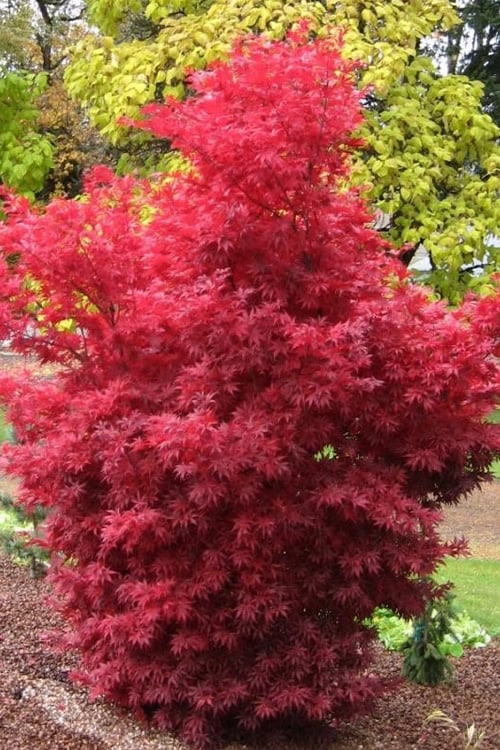 MATURE ACER PALMATUM SKEETERS BROOM SHRUB