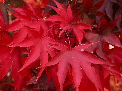 RED AUTUMNAL FOLIAGE OF ACER PALMATUM SKEETERS BROOM SHRUB