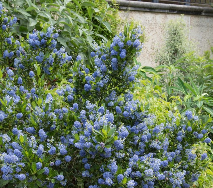 Image of Ceanothus Skylark in a hedge