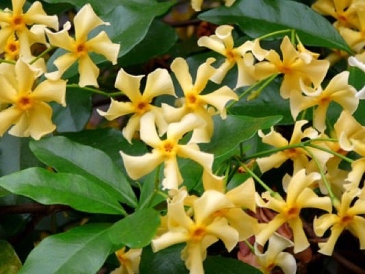 FLOWER DETAIL OF STAR JASMINE TRACHELOSPERMUM JASMINOIDES STAR OF TOSCANE HEDGING PLANT AND CLIMBER