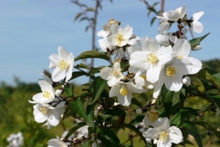 PHILADELPHUS STARBRIGHT HEDGING PLANT WITH WHITE FLOWERS