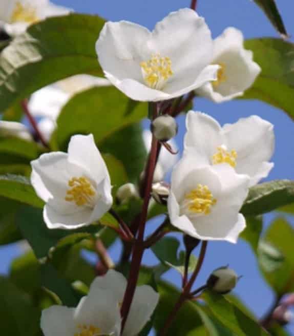 LARGE WHITE FLOWERS ON MOCK ORANGE PHILADELPHUS STARBRIGHT PLANT