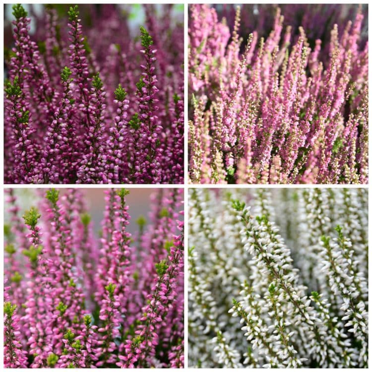 A VARIETY OF HEATHER PLANTS IN FLOWER