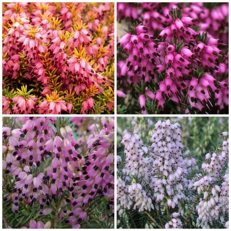 DIFFERENT COLOURS OF HEATHERS IN FLOWER