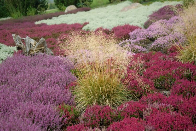 MIXED BED OF SUMMER FLOWERING HEATHERS CALLUNA VIULGARIS IN FLOWER