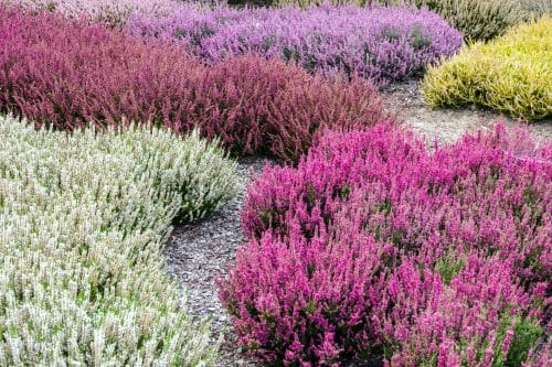BORDER OF SUMMER FLOWERING HEATHERS CALLUNA VULGARIS IN FLOWER