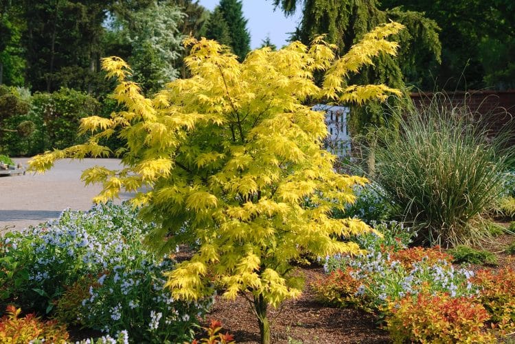 YOUNG TREE ACER PALMATUM SUMMER GOLD