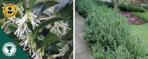 SARCOCOCCA CONFUSA SWEET BOX HEDGING PLANTS AND SHRUBS